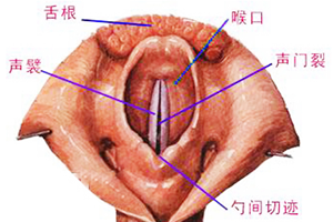 乌兰察布隐睾症手术费用是多少