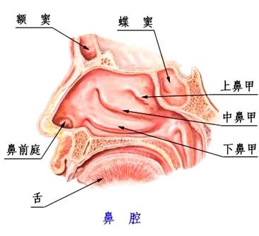 为什么会患上阳痿？