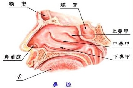 为什么会患前列腺炎